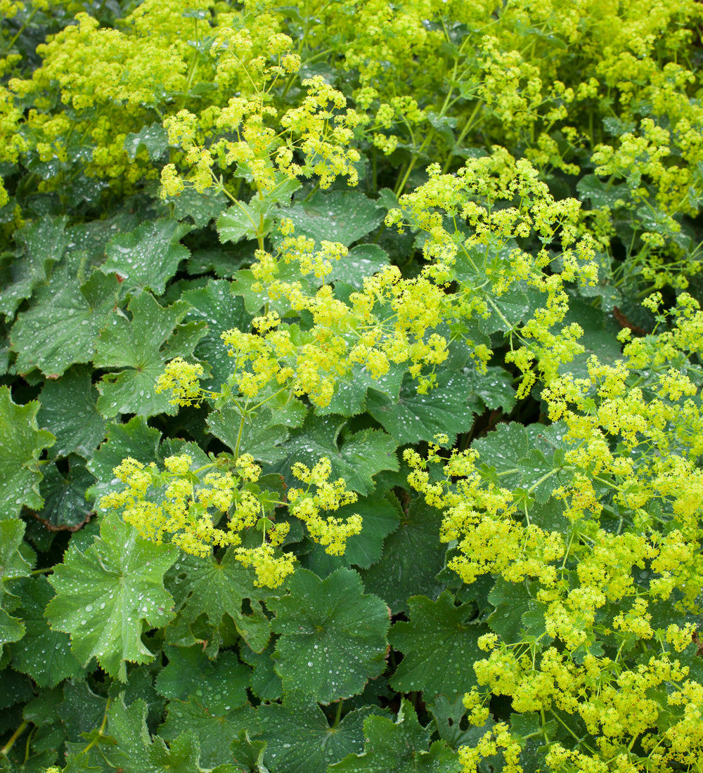Alchemilla mollis
