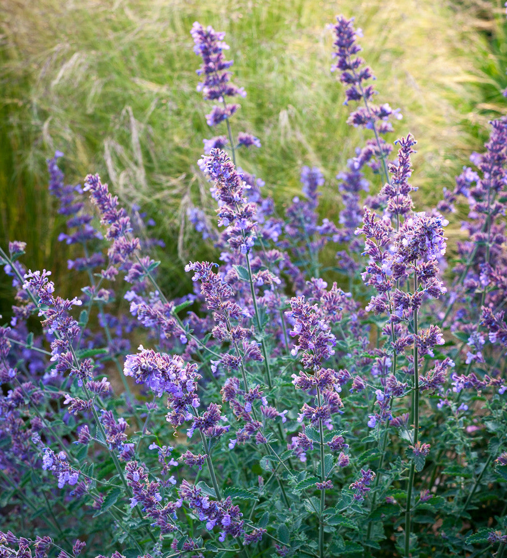 Nepeta x faassenii 'Junior Walker'
