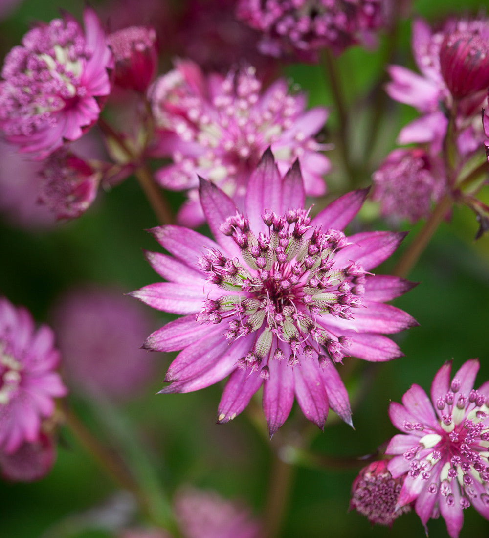 Astrantia major 'Claret'
