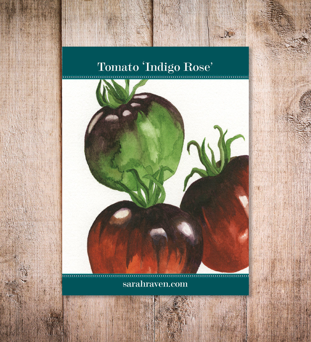 Tomato 'Indigo Rose'