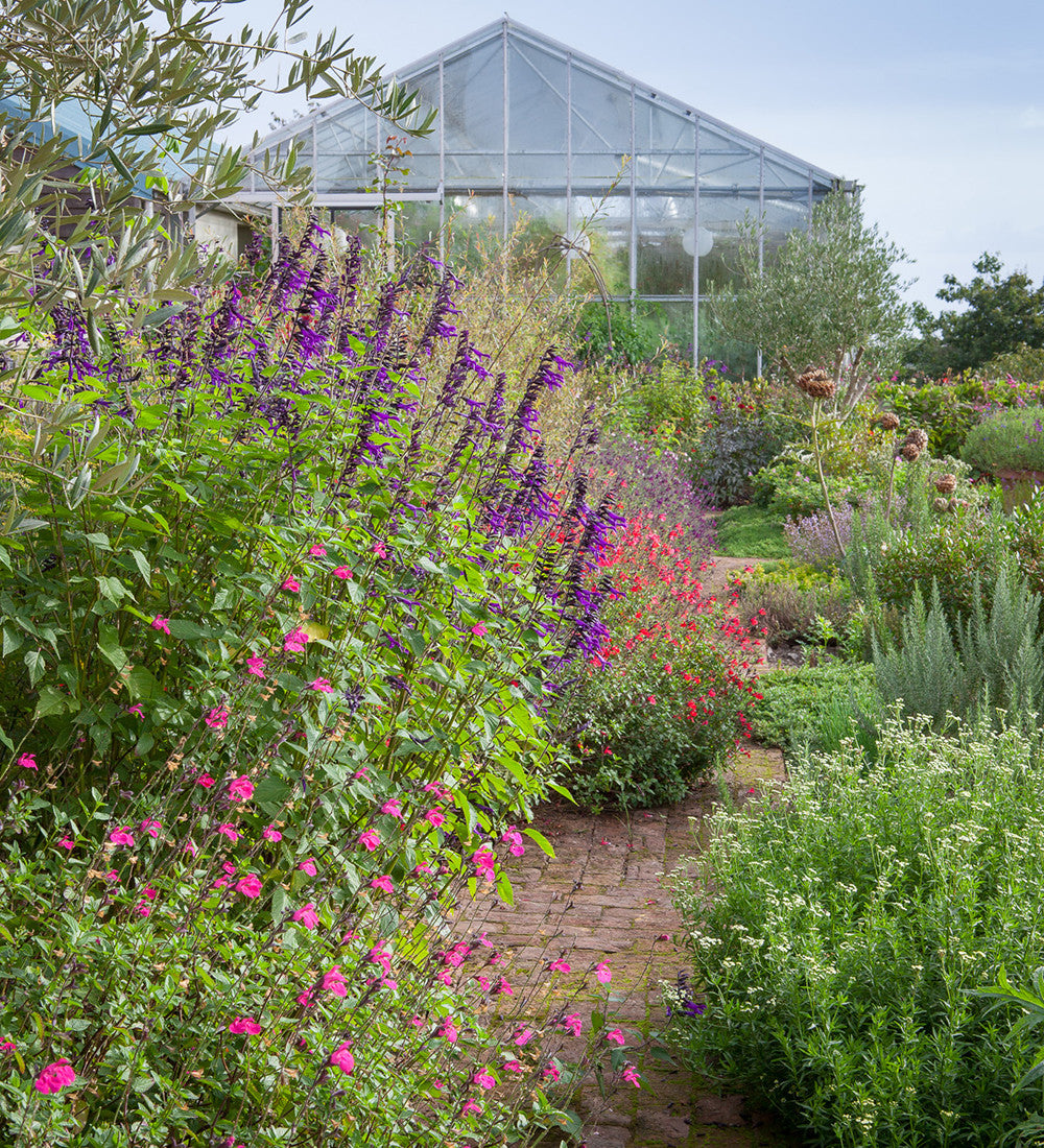 Salvia microphylla 'Cerro Potosi'