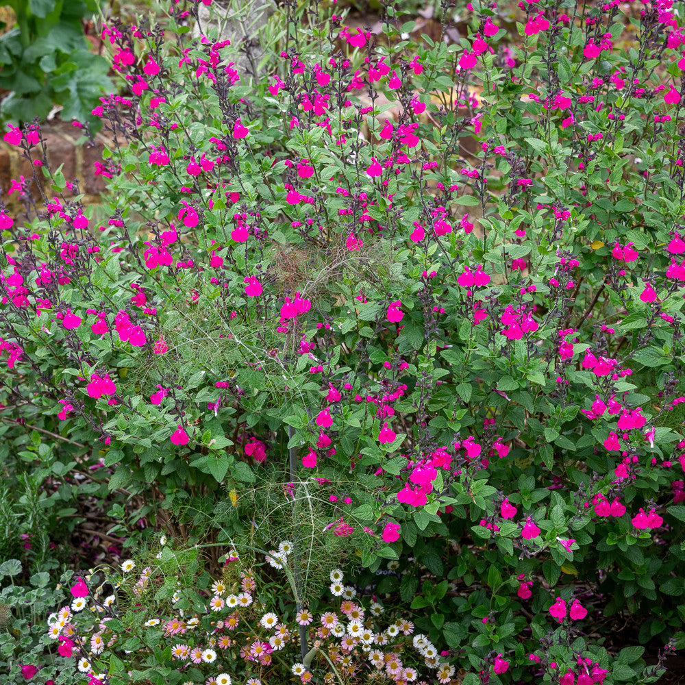 Salvia microphylla 'Cerro Potosi'