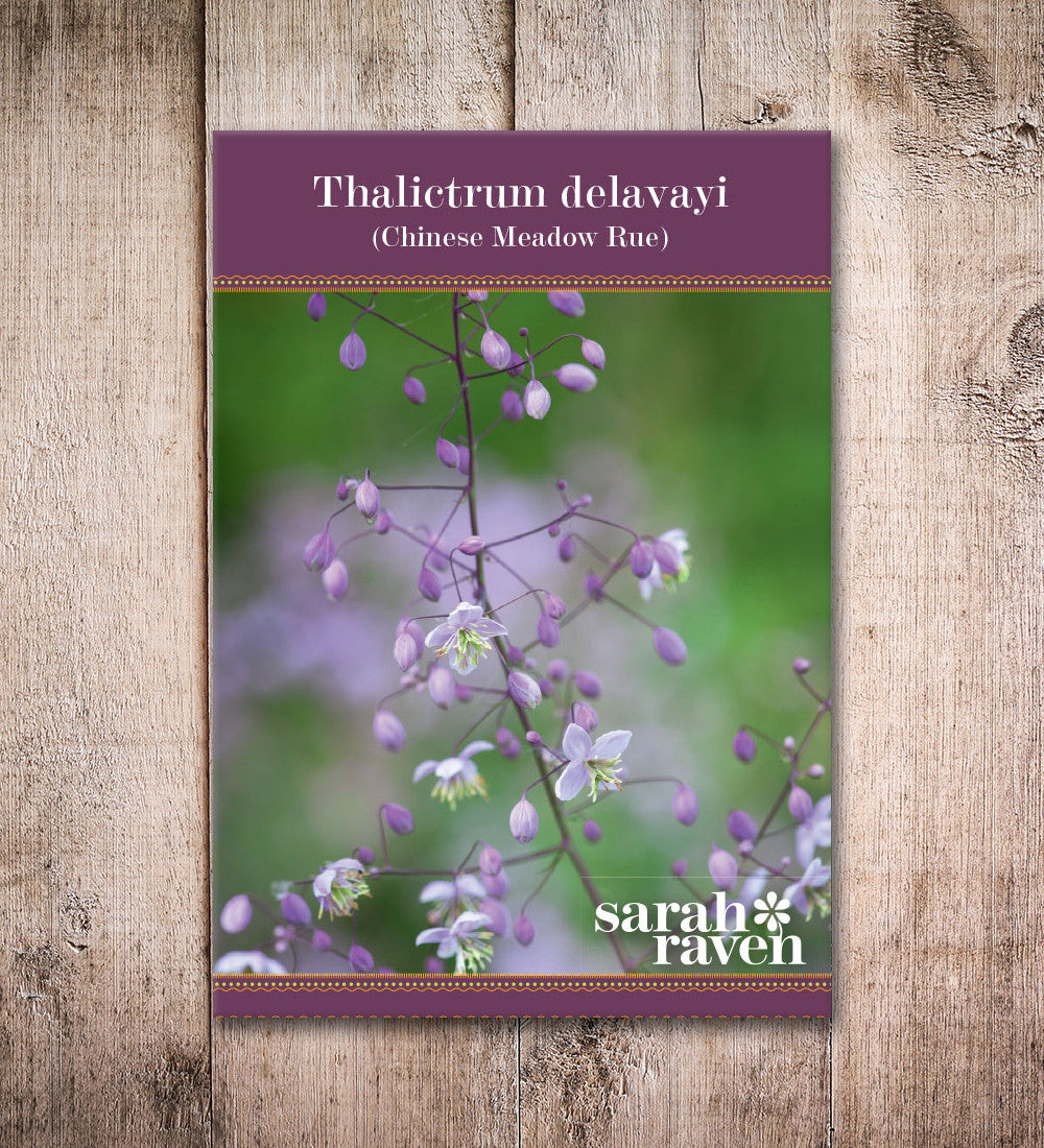 Thalictrum delavayi