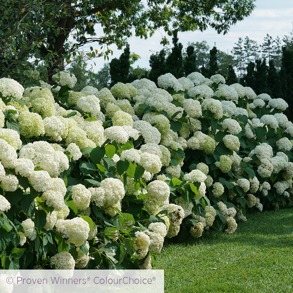 Hydrangea arborescens 'Incrediball' (Strong Annabelle)