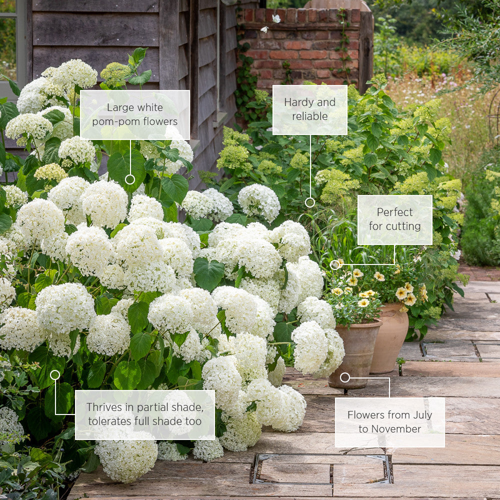Hydrangea arborescens 'Incrediball' (Strong Annabelle)