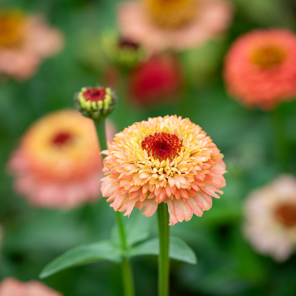 Zinnia elegans 'Zinderella Peach'
