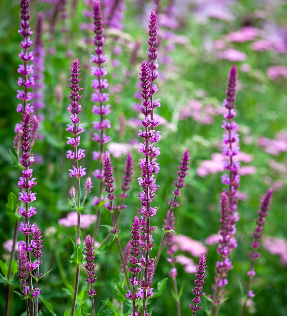 Salvia nemorosa 'Amethyst'
