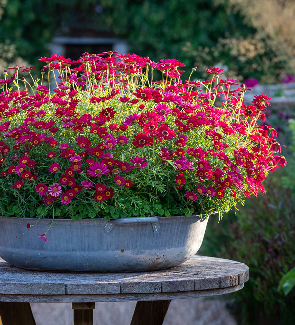 Argyranthemum frutescens 'Grandaisy Deep Red'