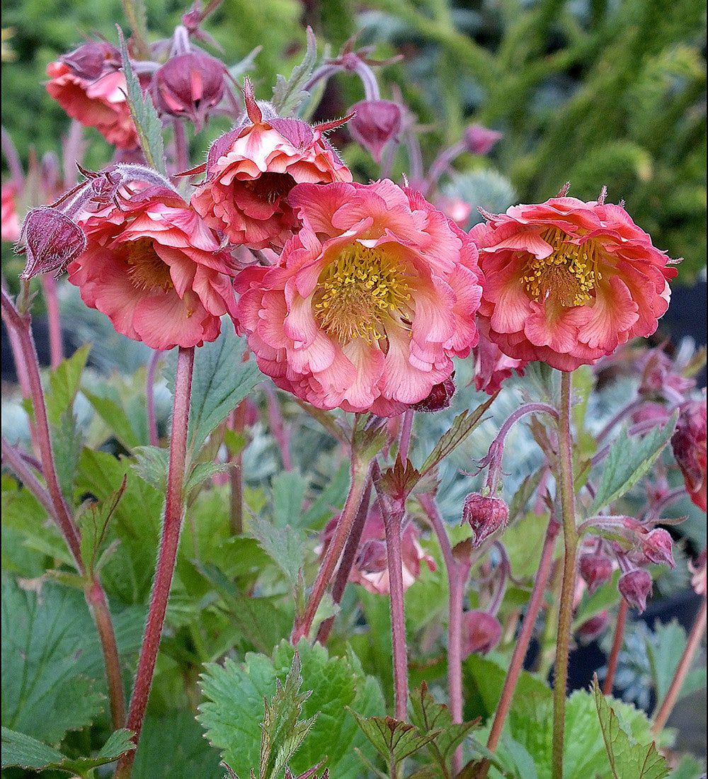 Geum 'Pink Petticoats'