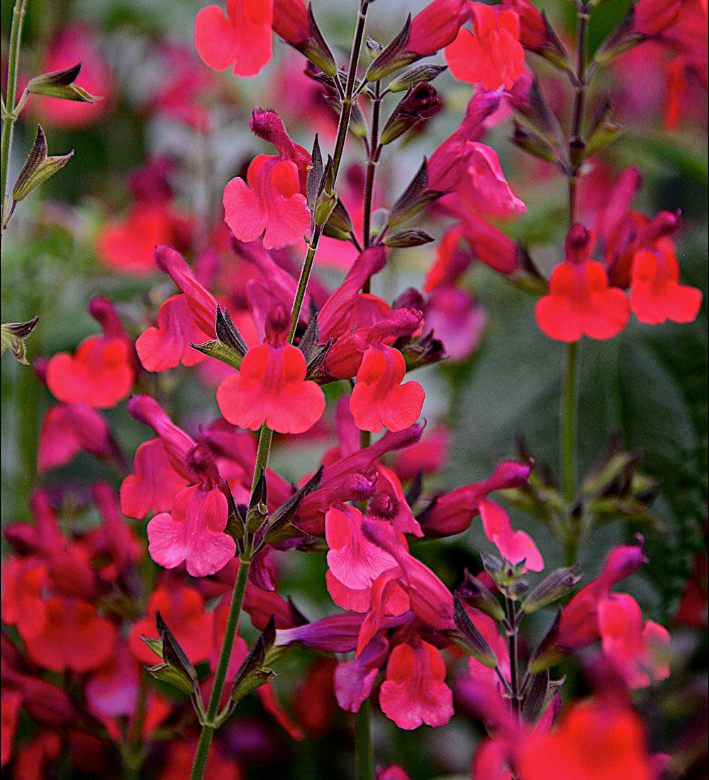 Salvia microphylla 'Wine and Roses'