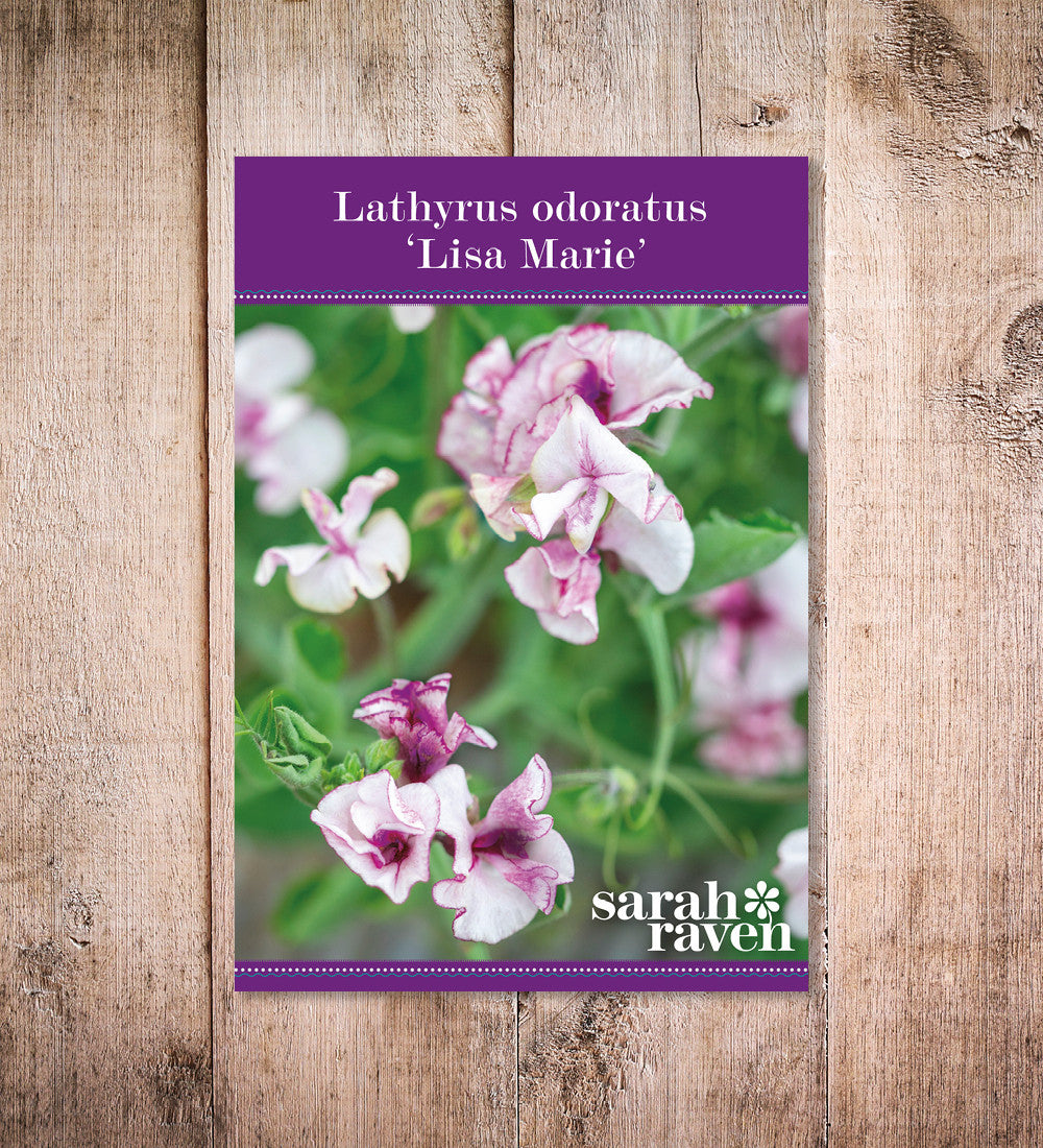 Sweet Pea 'Lisa Marie'