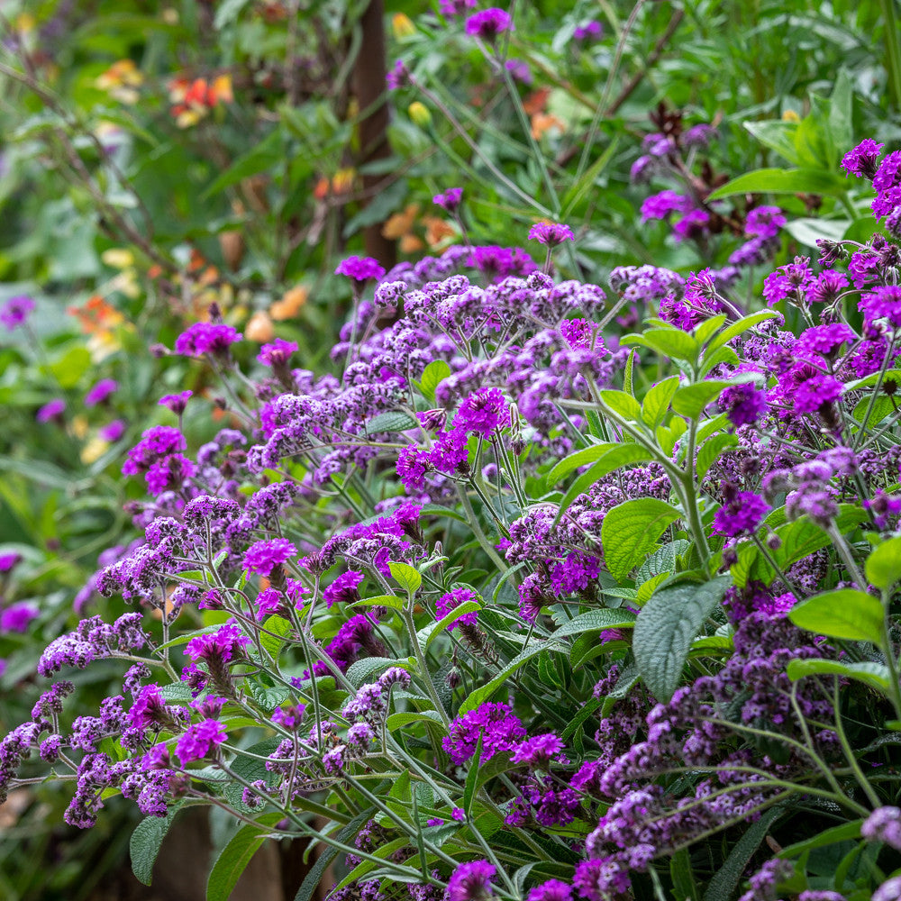Heliotropium arborescens 'Reva'