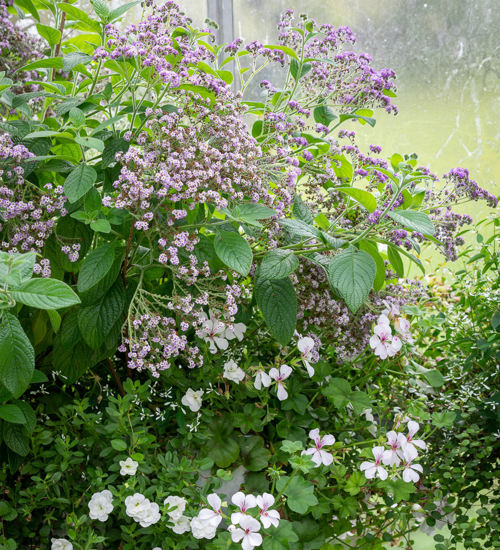 Heliotropium arborescens 'Reva'