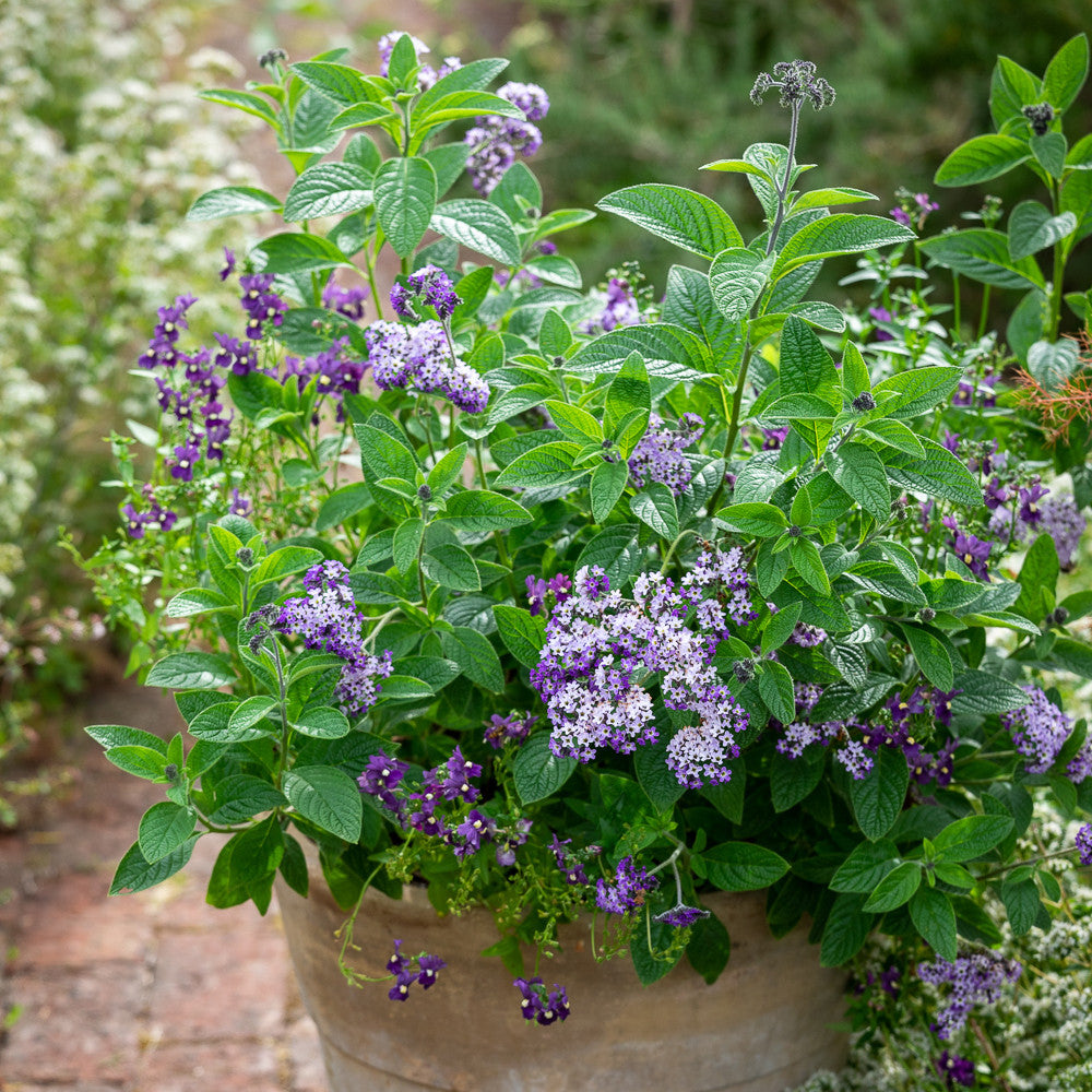 Heliotropium arborescens 'Reva'