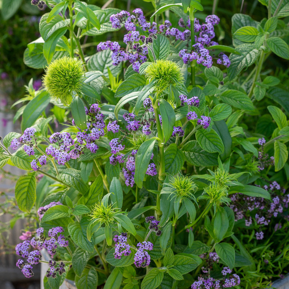 Heliotropium arborescens 'Reva'