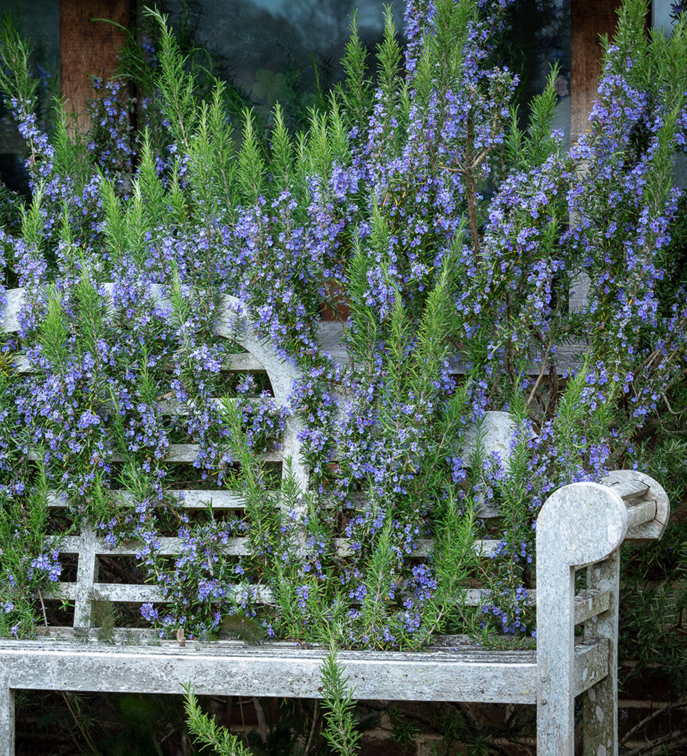 Rosemary 'Tuscan Blue'
