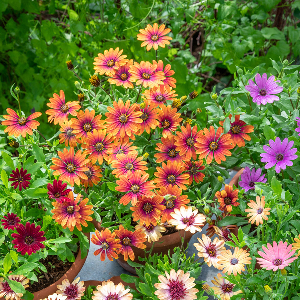 Osteospermum 'FlowerPower Purple Sun'