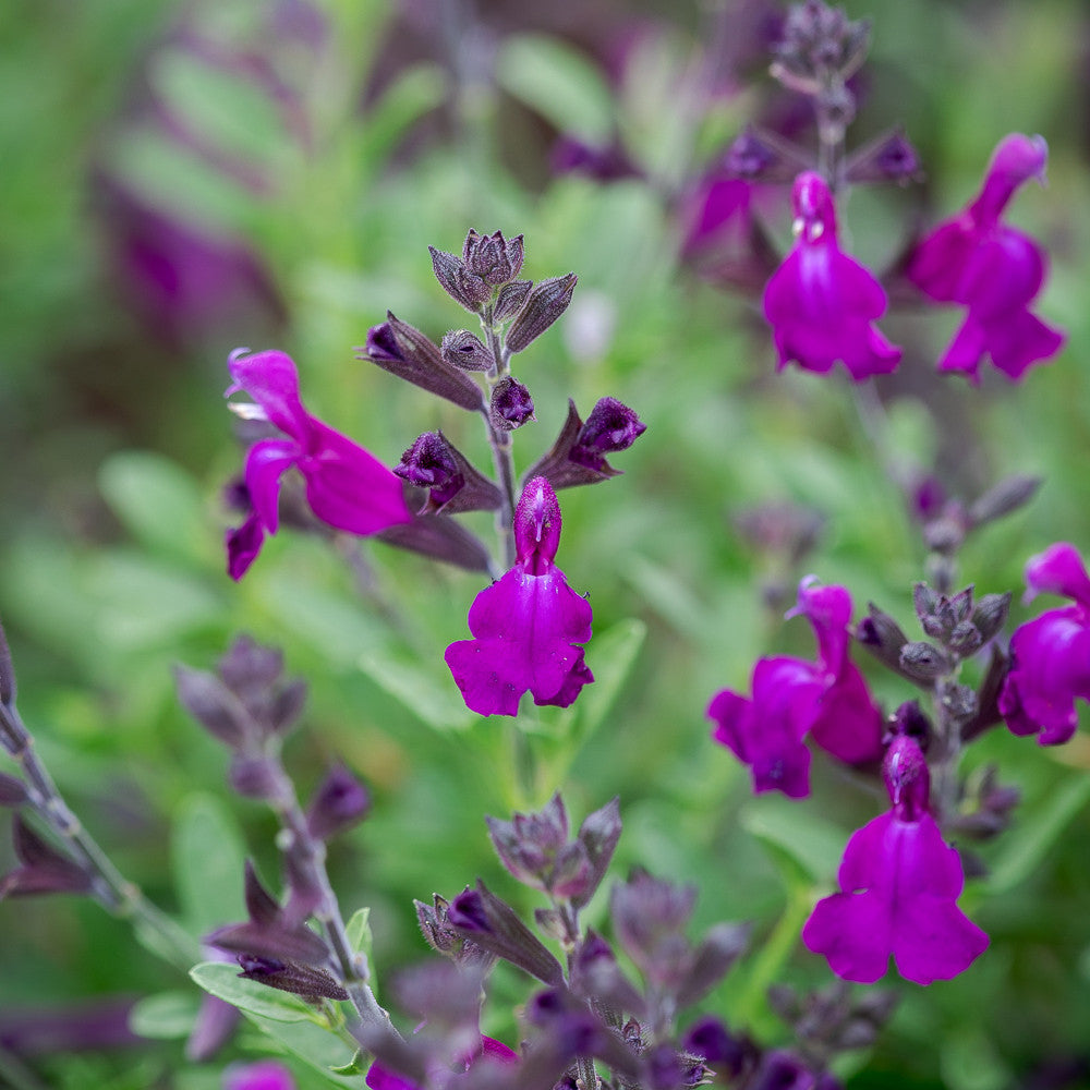 Salvia greggii 'Mirage Deep Purple'