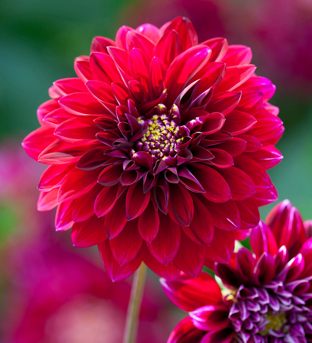 Flower Yard Dahlia Collection