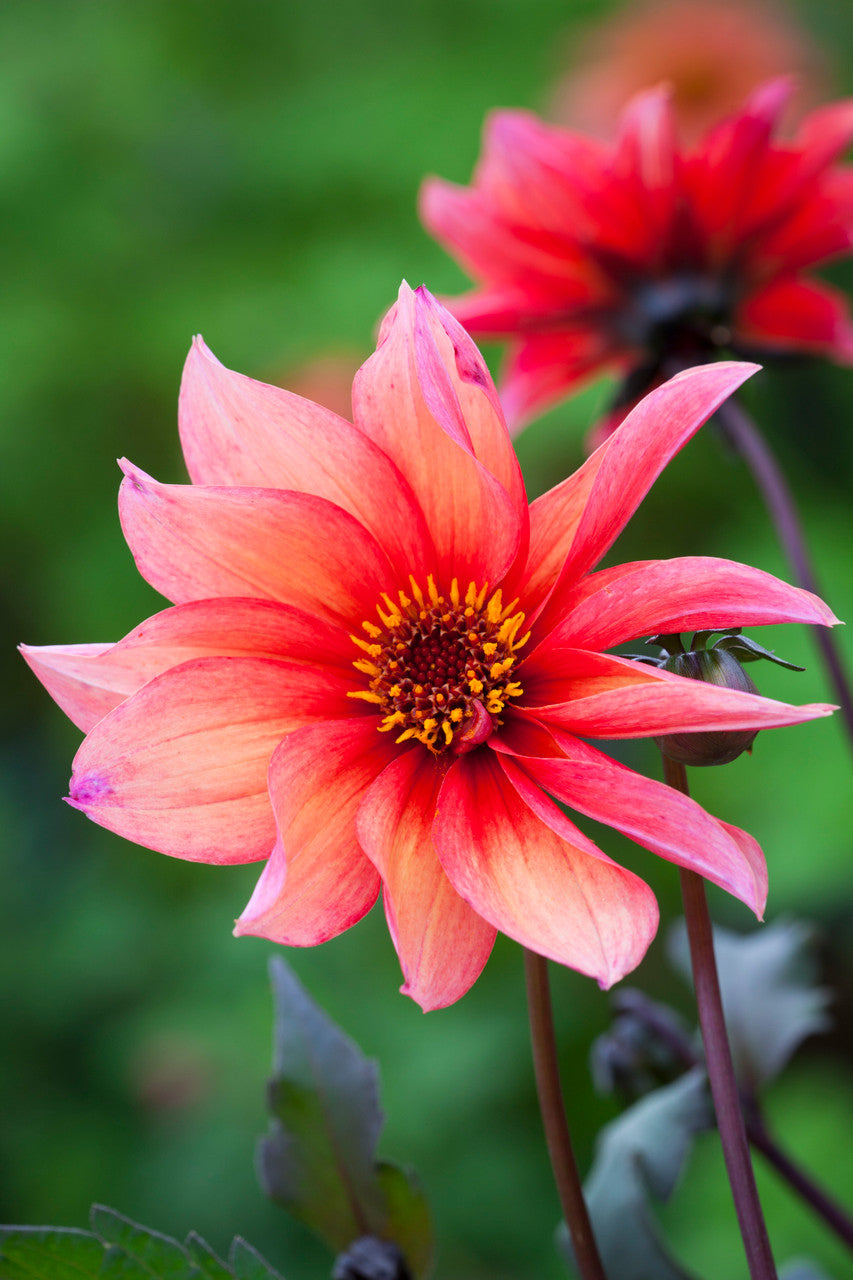 Flower Yard Dahlia Collection