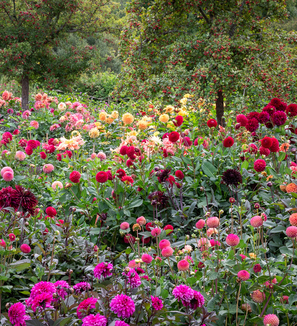 A World of Dahlias Collection