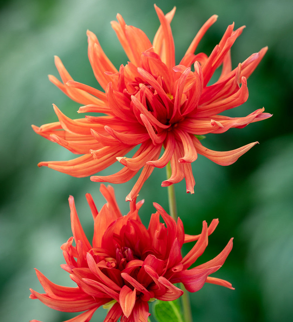 A World of Dahlias Collection