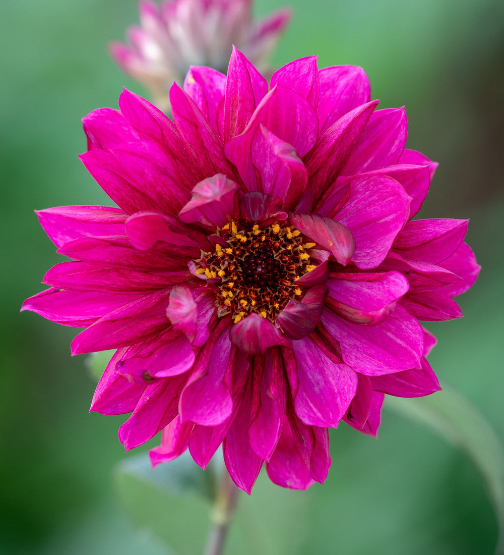 A World of Dahlias Collection