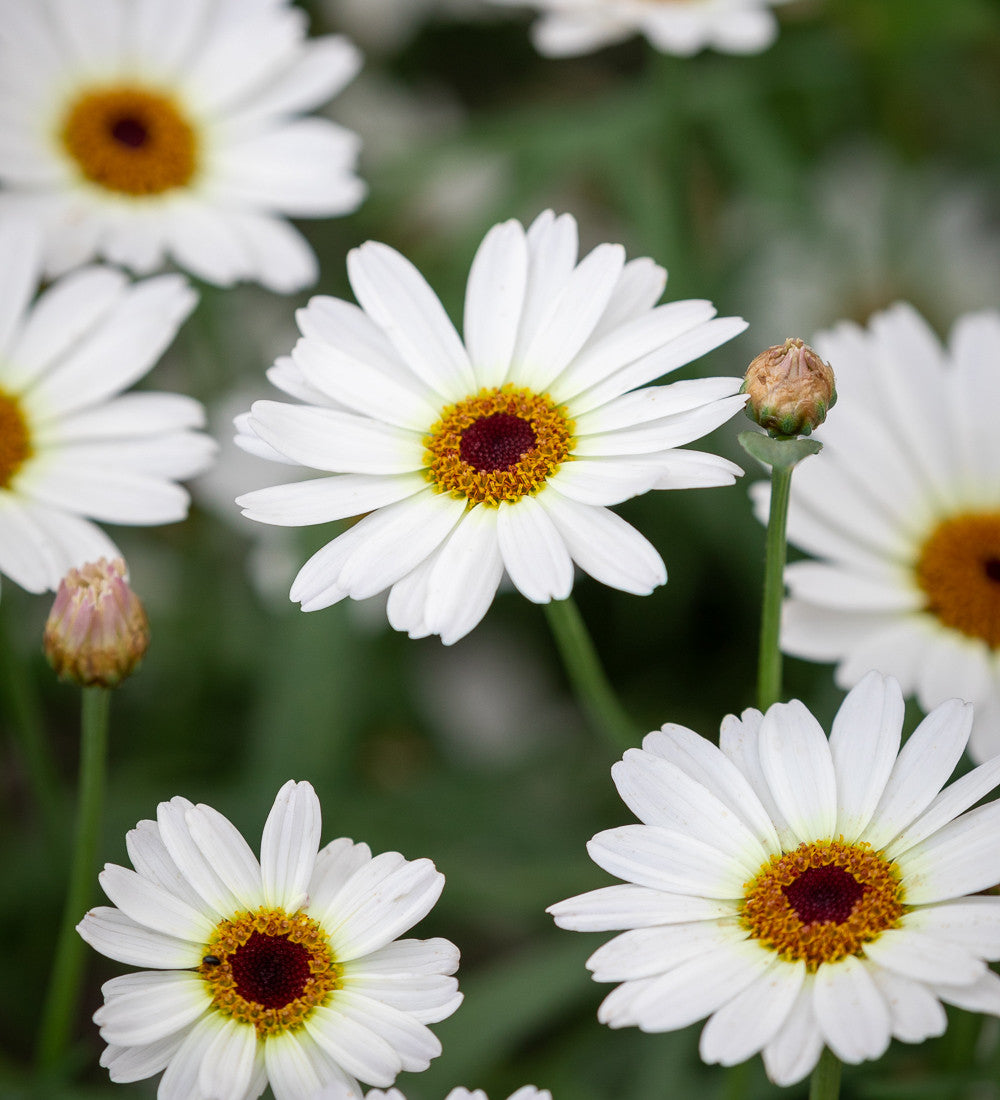 Argyranthemum frutescens 'Grandaisy Ivory White'