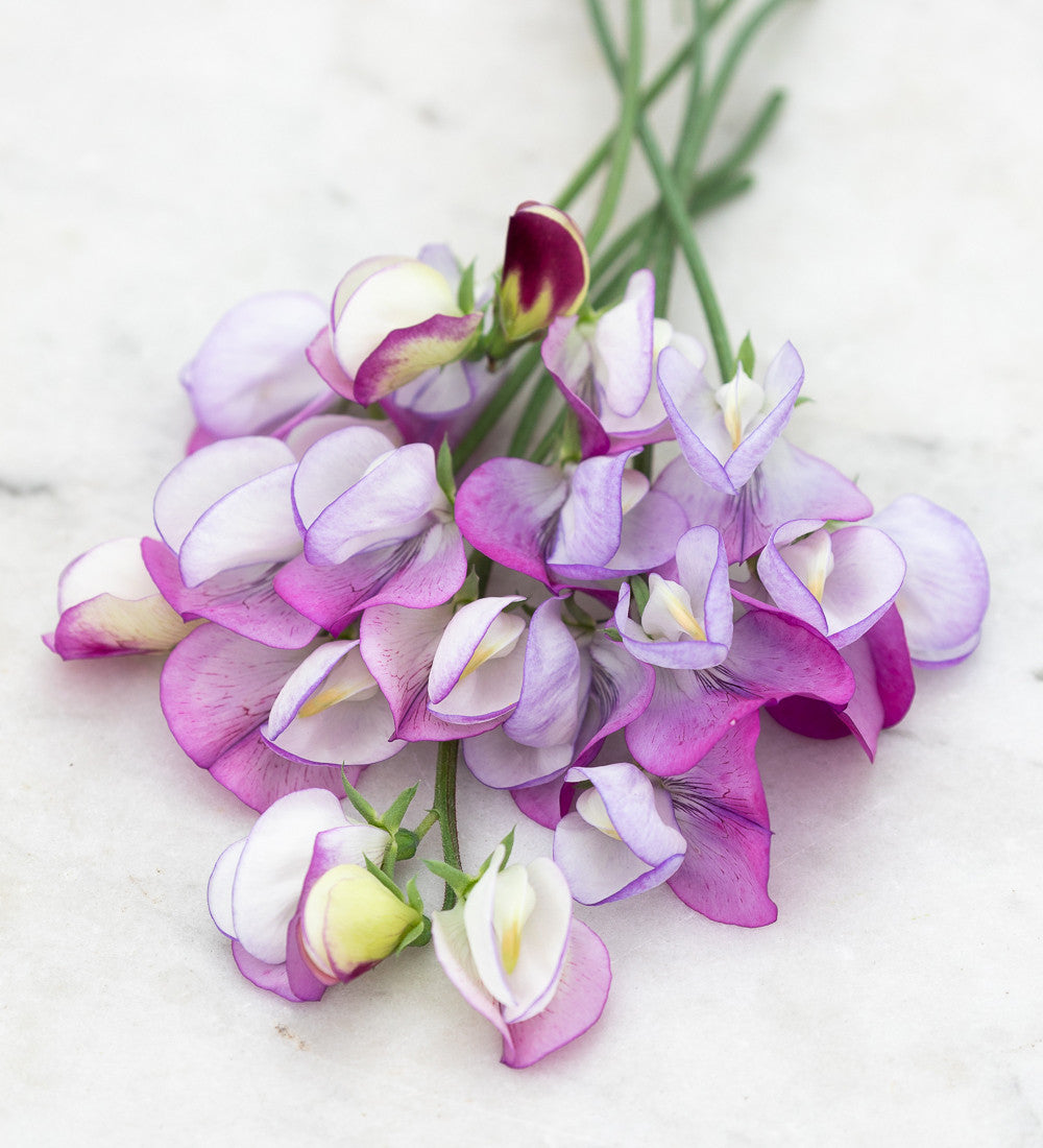Wedding Party Sweet Pea Container Collection