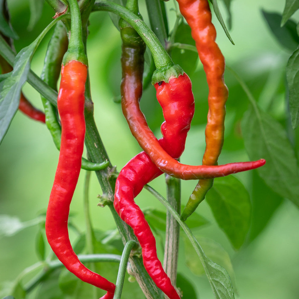 Chilli 'Hot Cayenne'