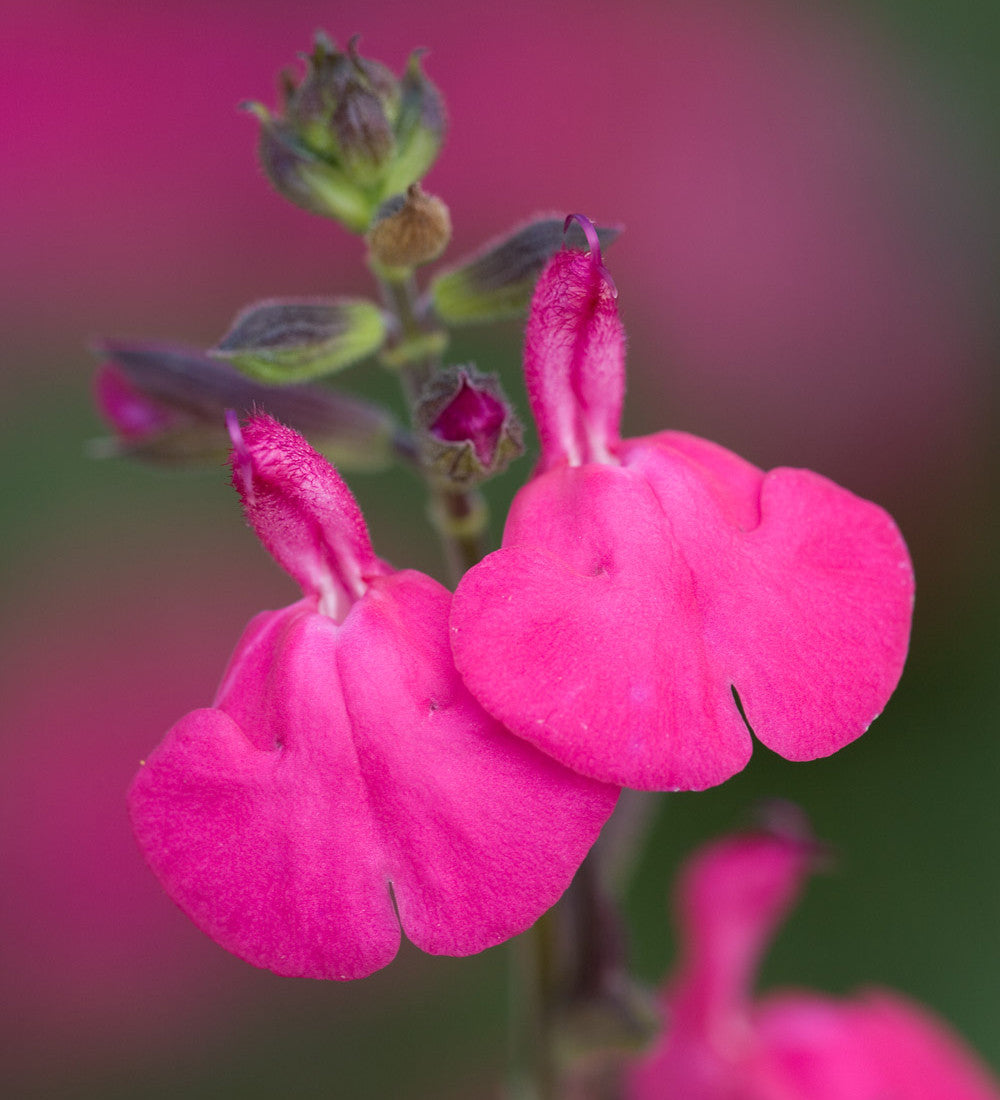 Summer Jewels Salvia Collection