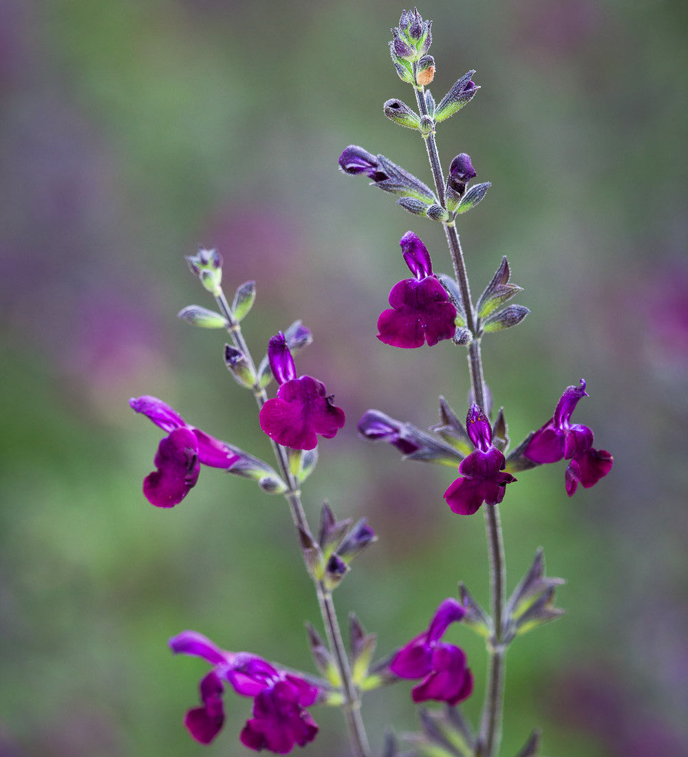 Summer Jewels Salvia Collection