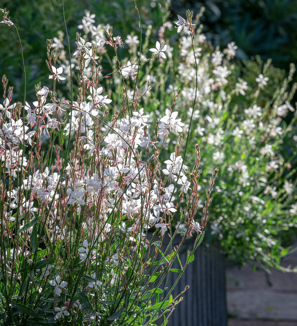 Gaura Collection for Pots