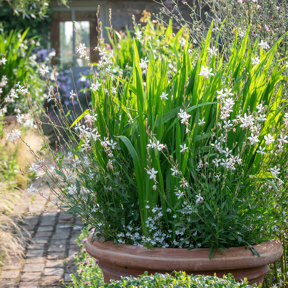 Gaura 'Flamingo White' (syn. Oenothera)