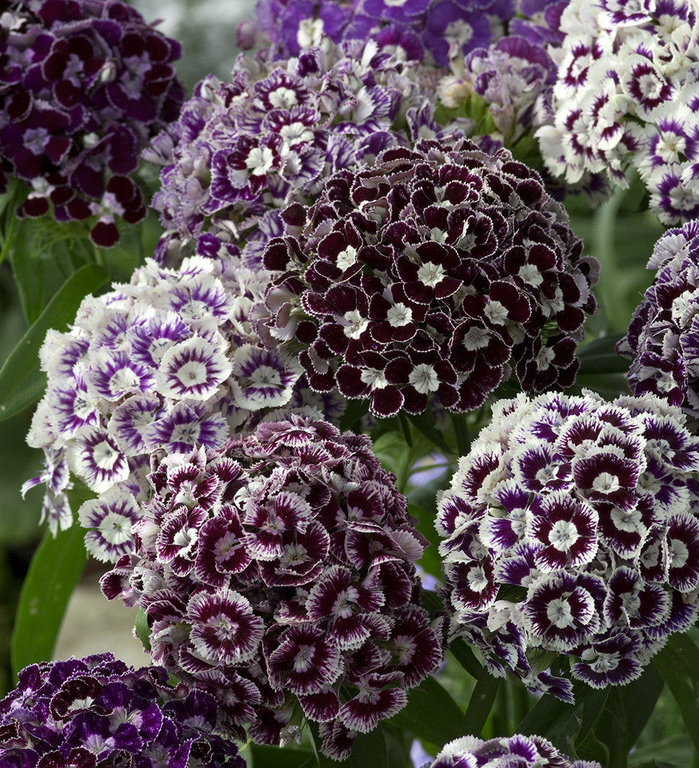Dianthus barbatus 'Hollandia Purple Crown'