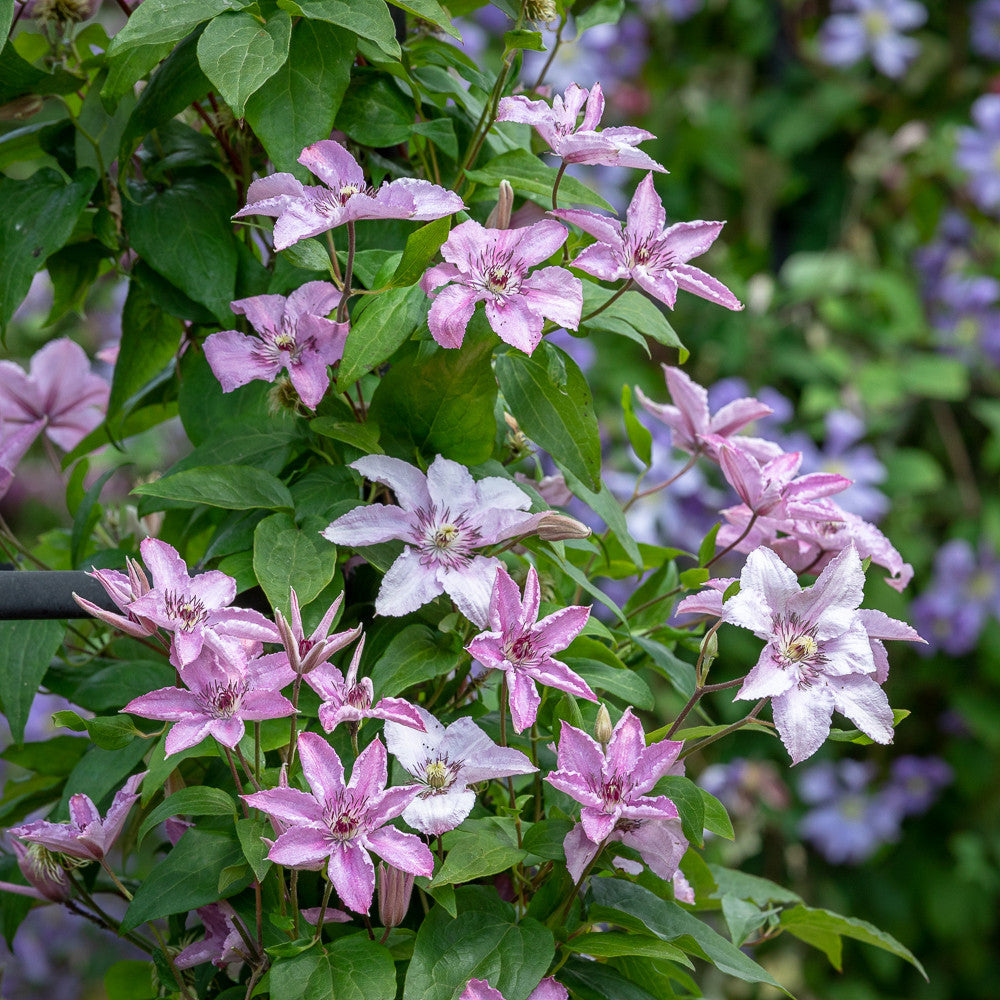 Clematis 'Hagley Hybrid'