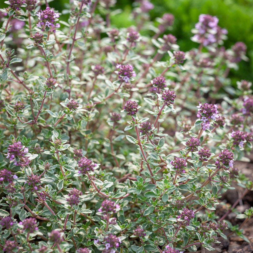 Common Thyme (Thymus vulgaris)