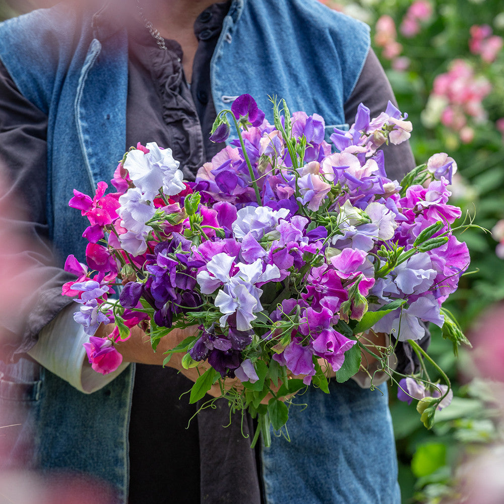 Perfect Summer Sweet Pea Collection