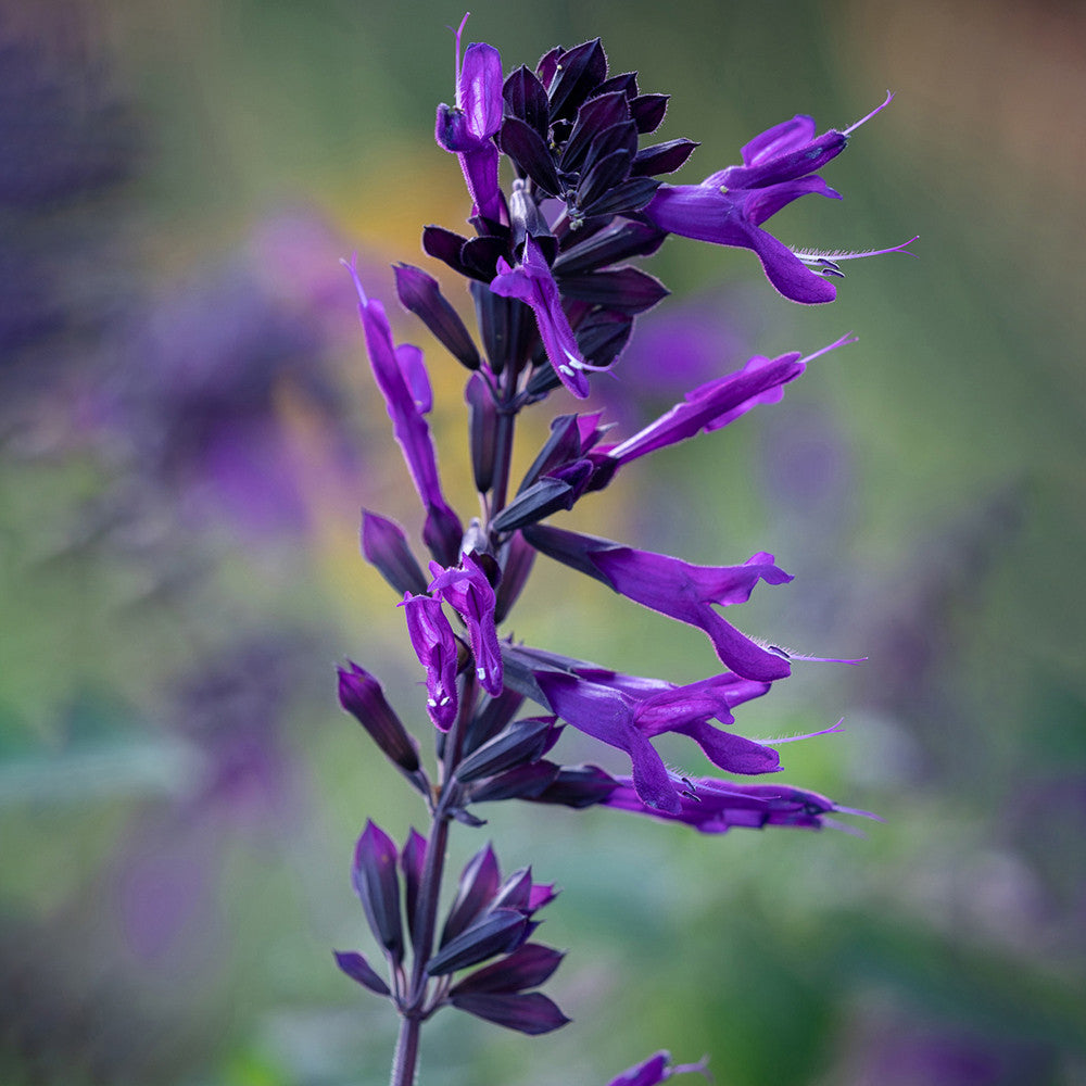 Pop-goes-the Salvias Collection