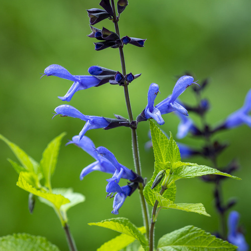 Pop-goes-the Salvias Collection