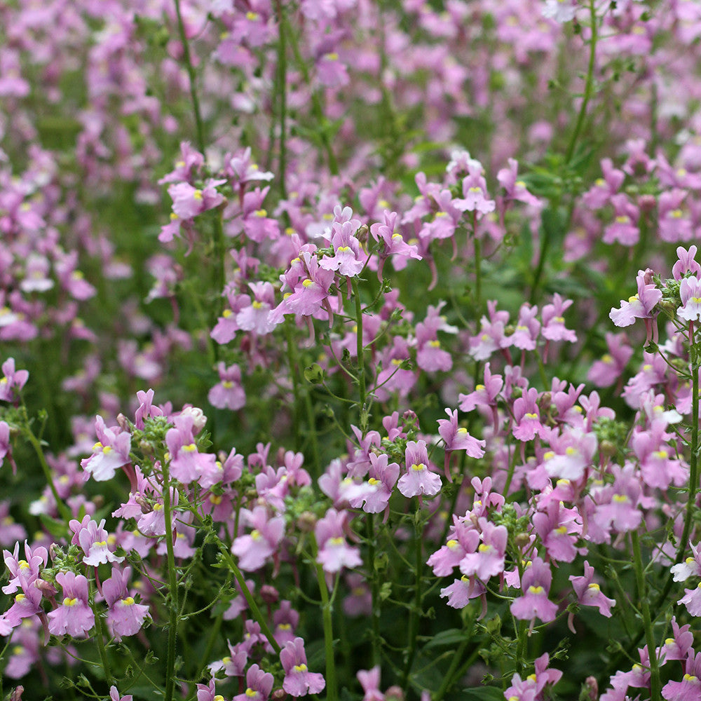 Nemesia denticulata 'Confetti'