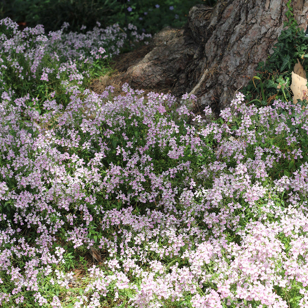 Nemesia denticulata 'Confetti'