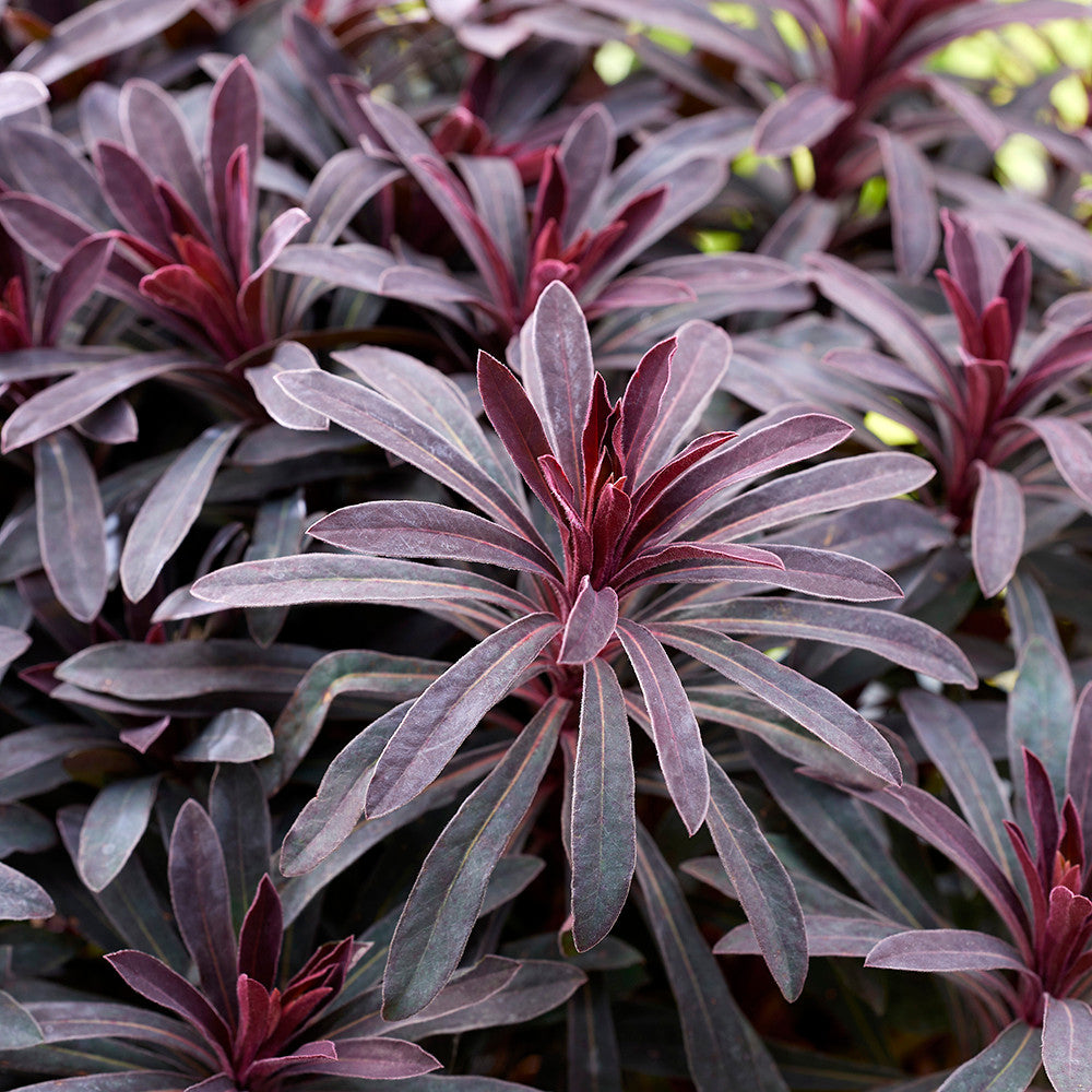 Euphorbia x 'Miners Merlot'