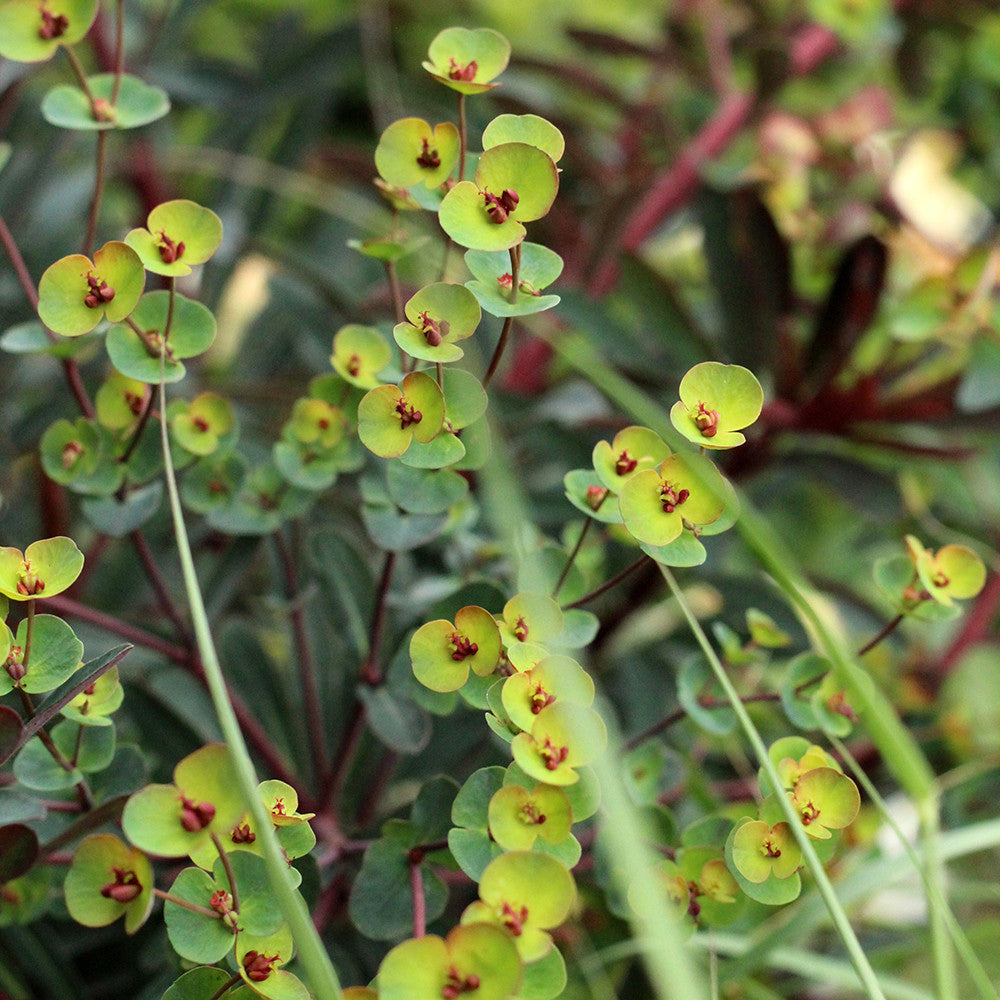 Euphorbia x 'Miners Merlot'