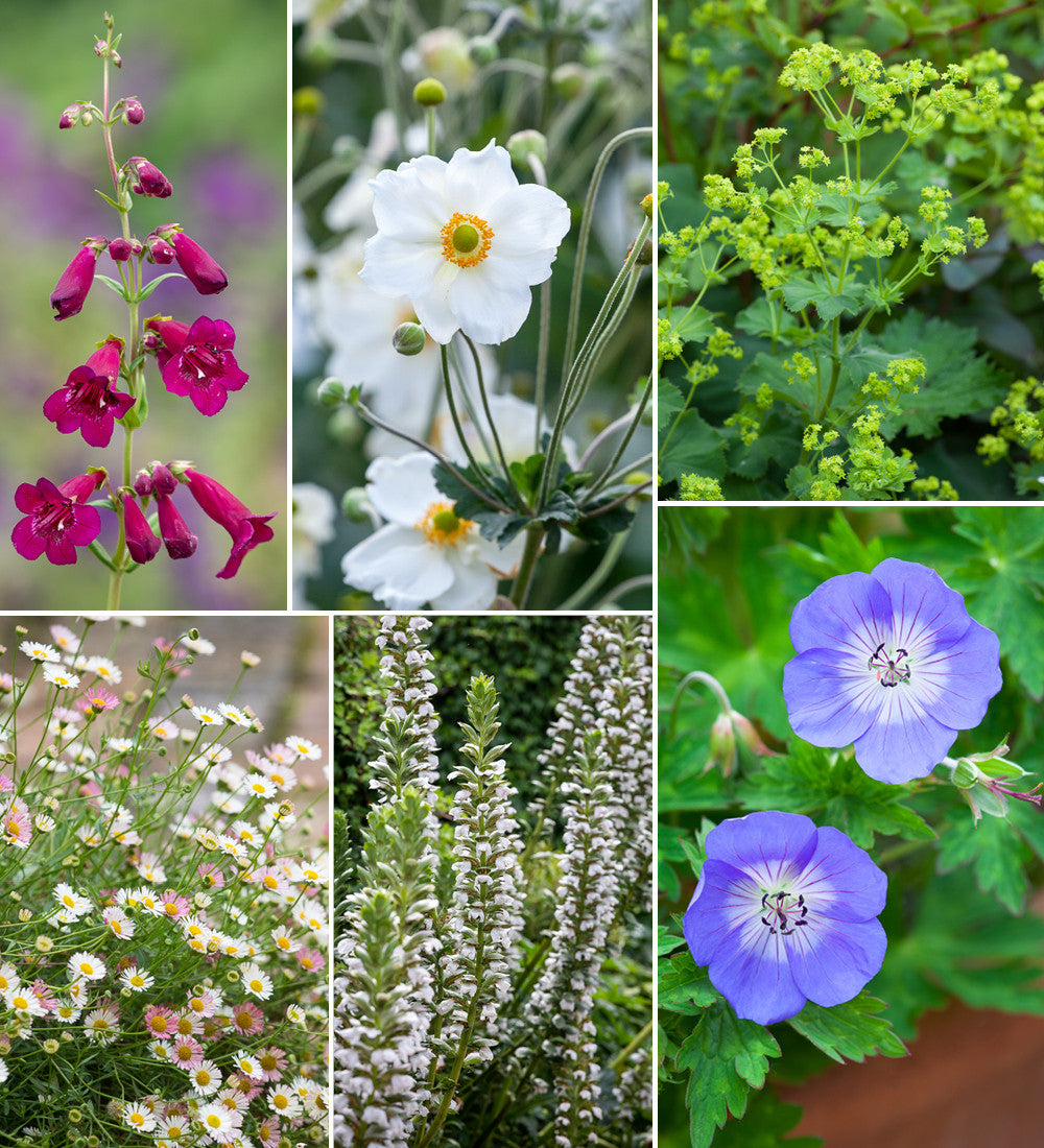 The English Country Garden Border Collection