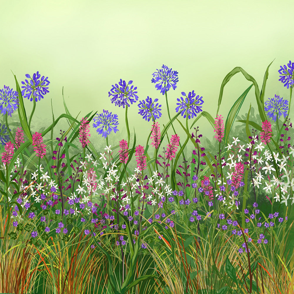 The Hot and Dry Border Collection