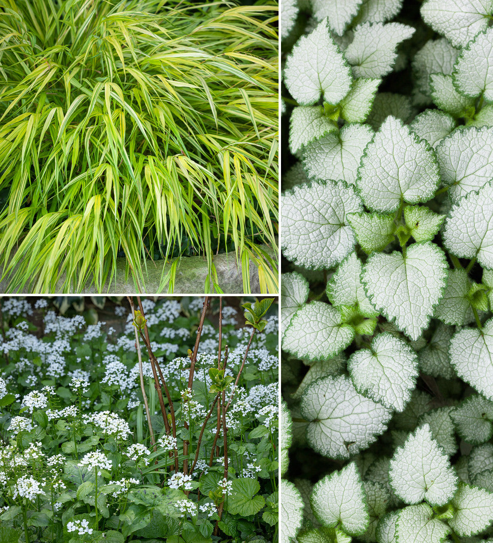 Plants for Ground Cover Border Collection