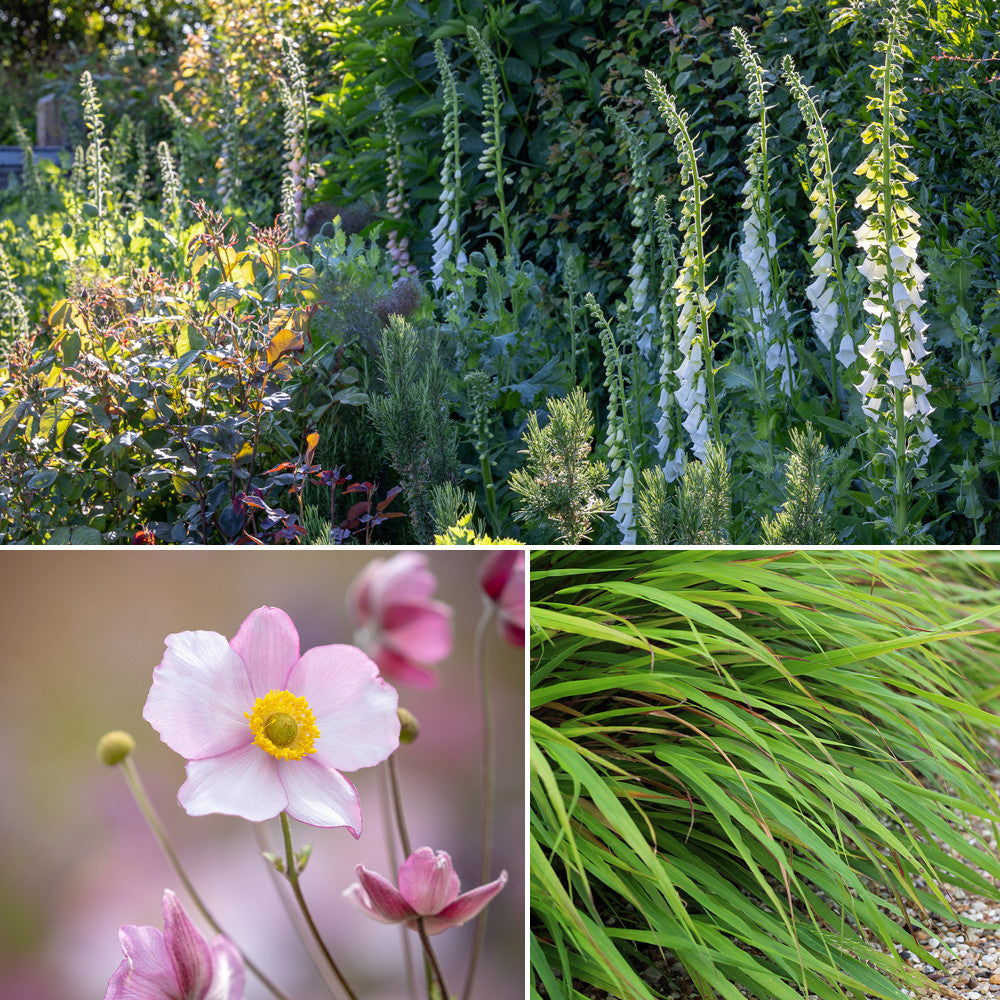 The Shady Border Collection