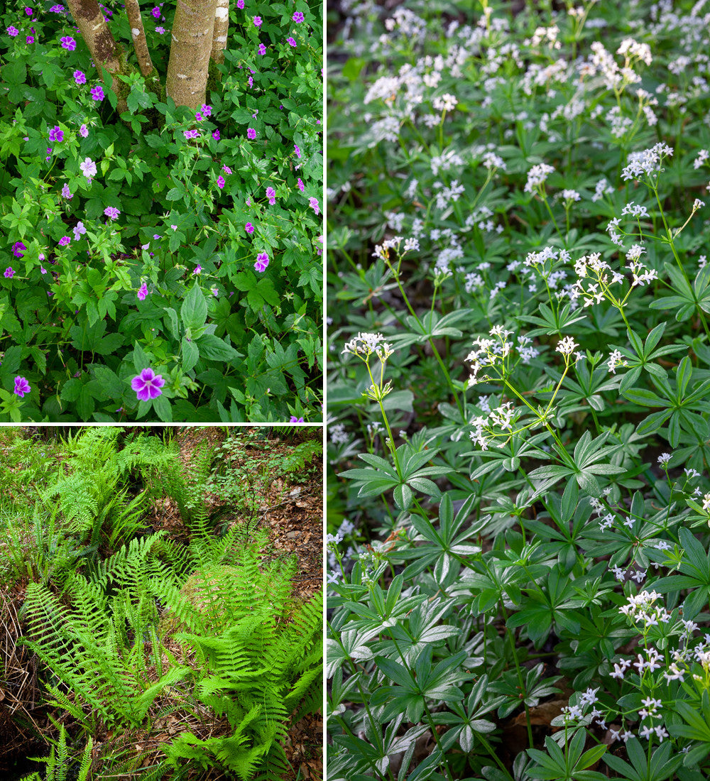 The Shady Border Collection