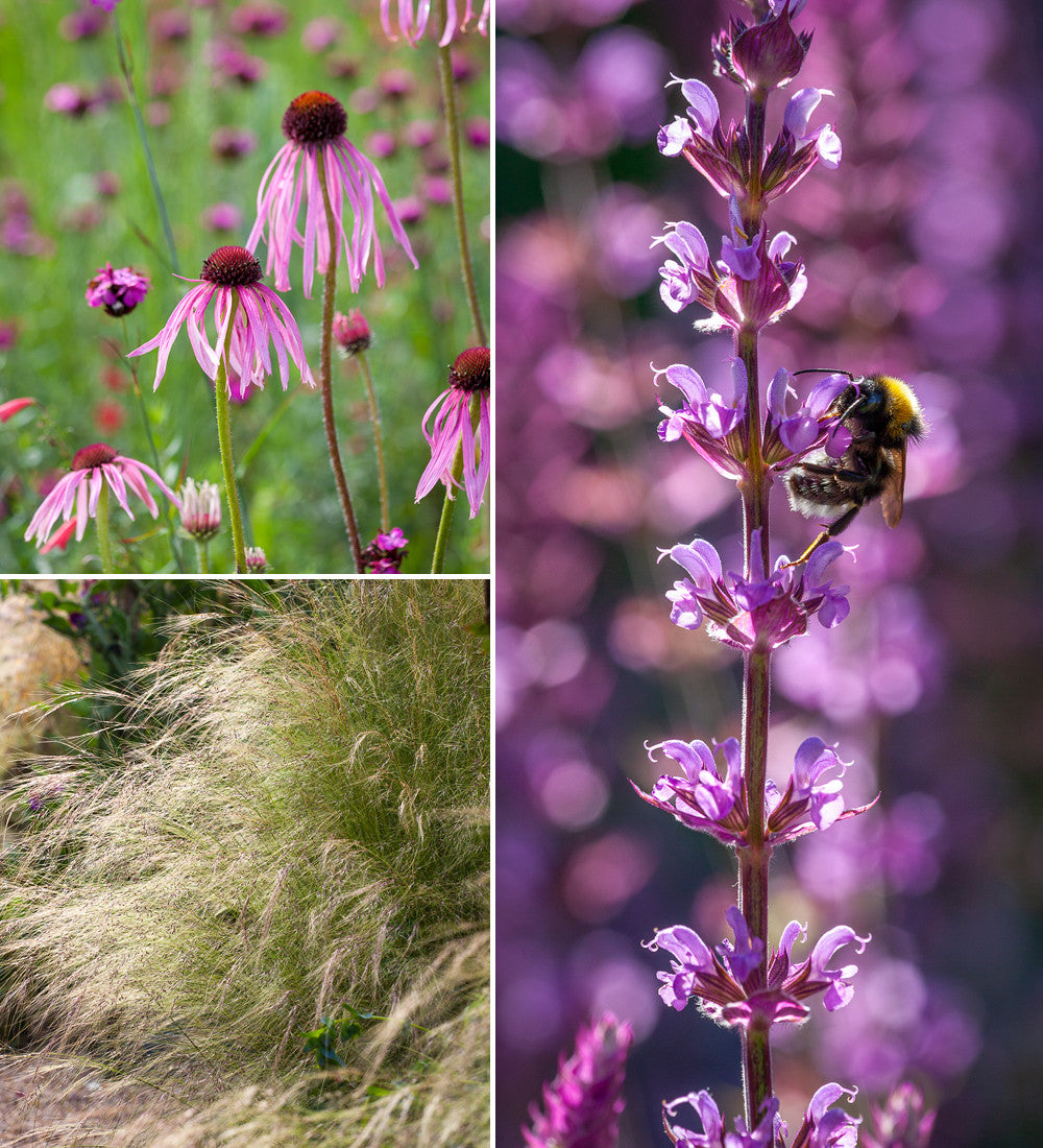 Sarah's Soft Border Collection